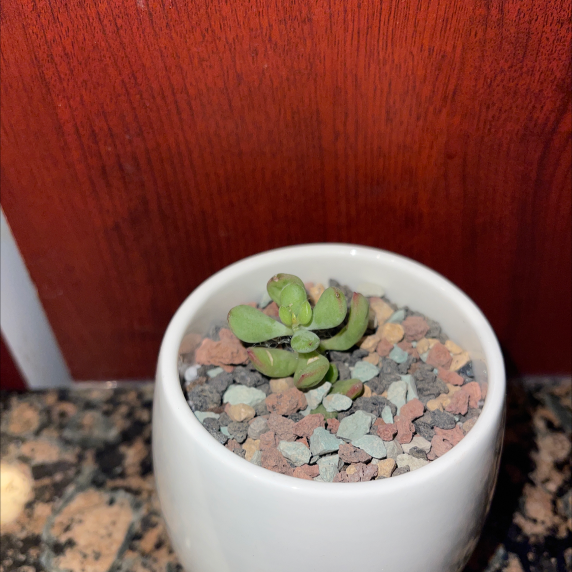 Cliff Cotyledon plant in a white pot with rocky soil on a wooden surface.