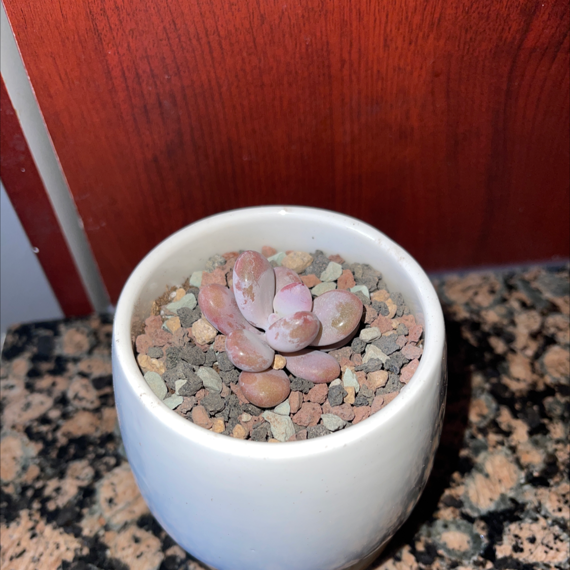 Lavender Pebbles succulent in a white pot with rocky soil on a granite countertop.