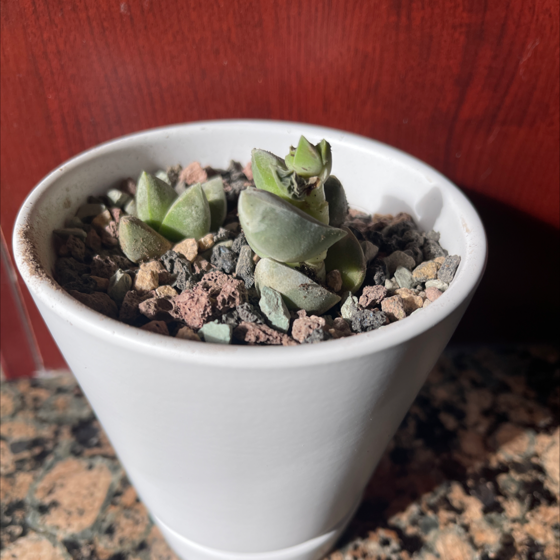 Photo of the plant species Crassula 'Moonglow' by @Melusere9cc1e65 named Moon on Greg, the plant care app