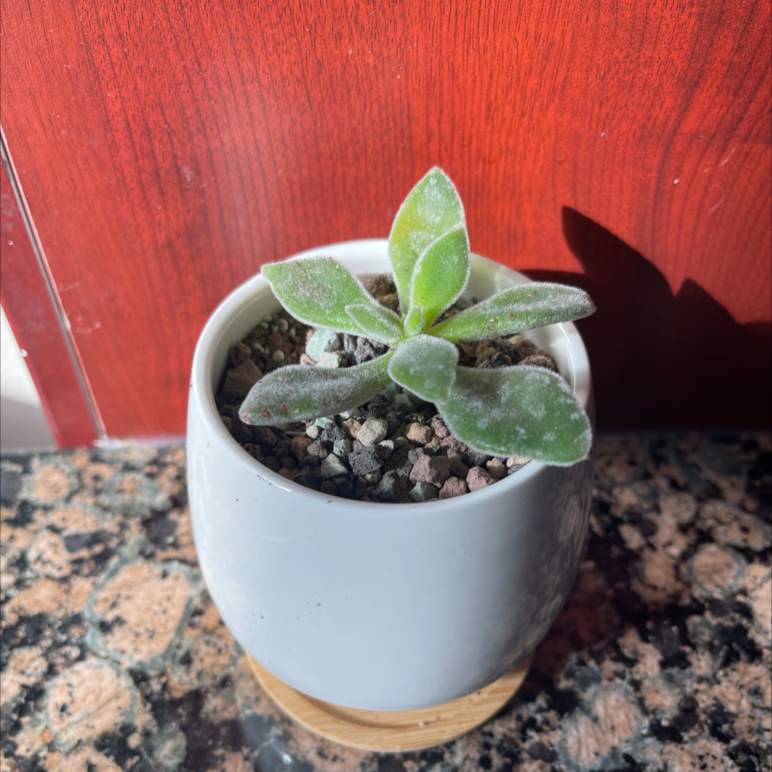 A healthy Plush Plant in a white pot with rocky soil on a granite countertop.