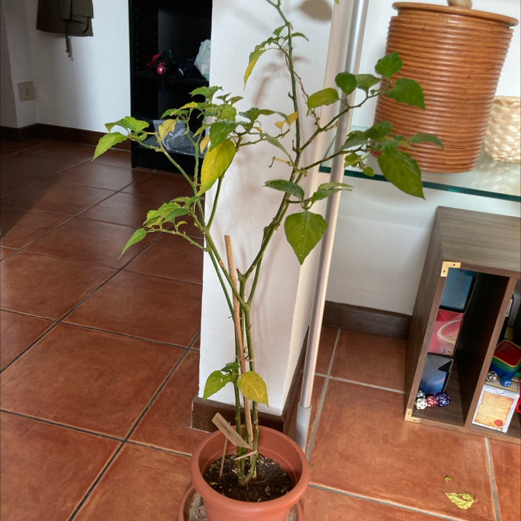 Photo of the plant species Black Nightshade by @ubermiao named Eva on Greg, the plant care app