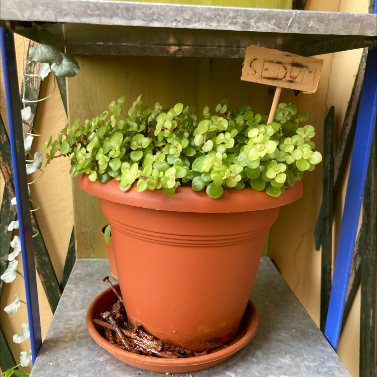 Potted Goldmoss Stonecrop plant on a shelf with a 'SEDUM' sign.