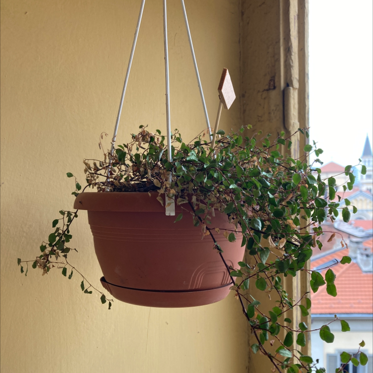 Hanging potted Maidenhair Vine with some dried and discolored leaves, window in the background.