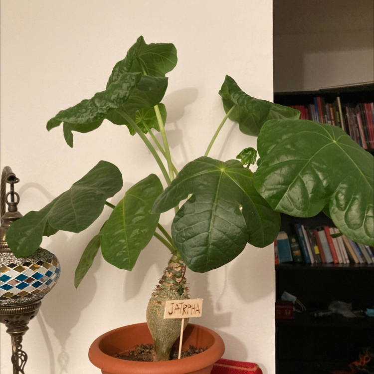 Buddha Belly Plant with large green leaves in a pot, labeled 'Jatropha'.