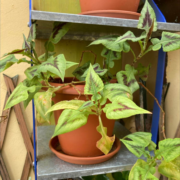 Photo of the plant species Spotted Ladysthumb by @ubermiao named Queen on Greg, the plant care app
