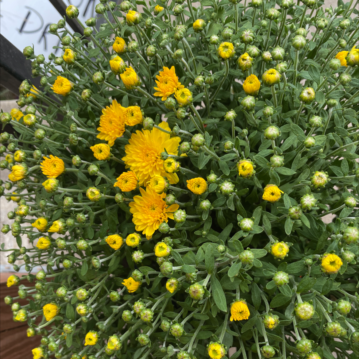 Chrysanthemum plant with numerous yellow flowers and buds, appearing healthy.