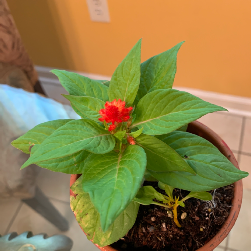 A thriving potted Cockscomb plant with healthy green leaves and a vibrant red flower, well-framed and in focus.