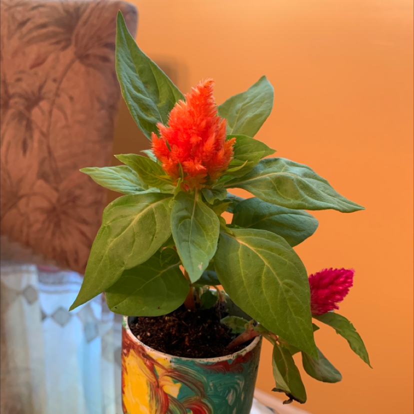 A vibrant red Cockscomb flower in full bloom, potted in a colorful ceramic planter. The plant appears healthy and well-cared for.