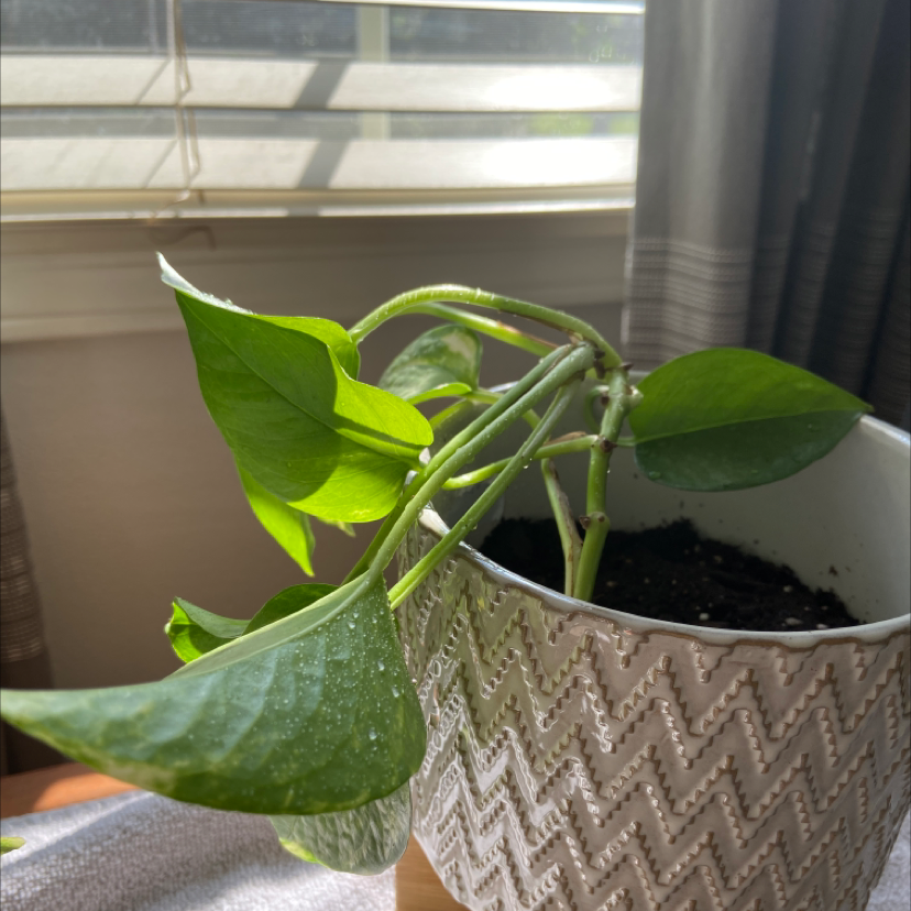 Taro Vine plant photo by @airpurification named Lilo on Greg, the plant care app.