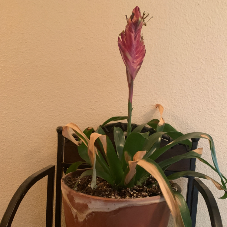 Droophead Tufted Airplant plant photo by Alfonso named Curie on Greg, the plant care app.