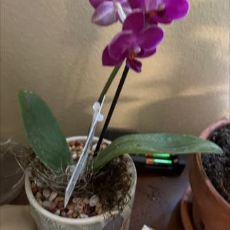 Phalaenopsis Orchid plant in Salt Lake City, Utah