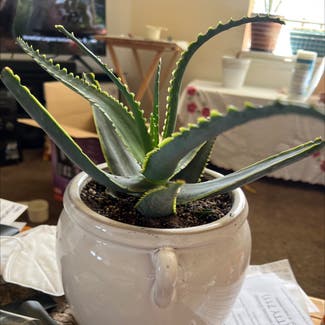 Aloe Vera plant in Salt Lake City, Utah