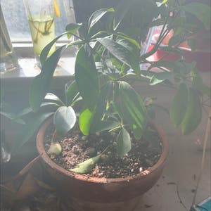 Dwarf Umbrella Tree plant photo by Alfonso named Your plant on Greg, the plant care app.