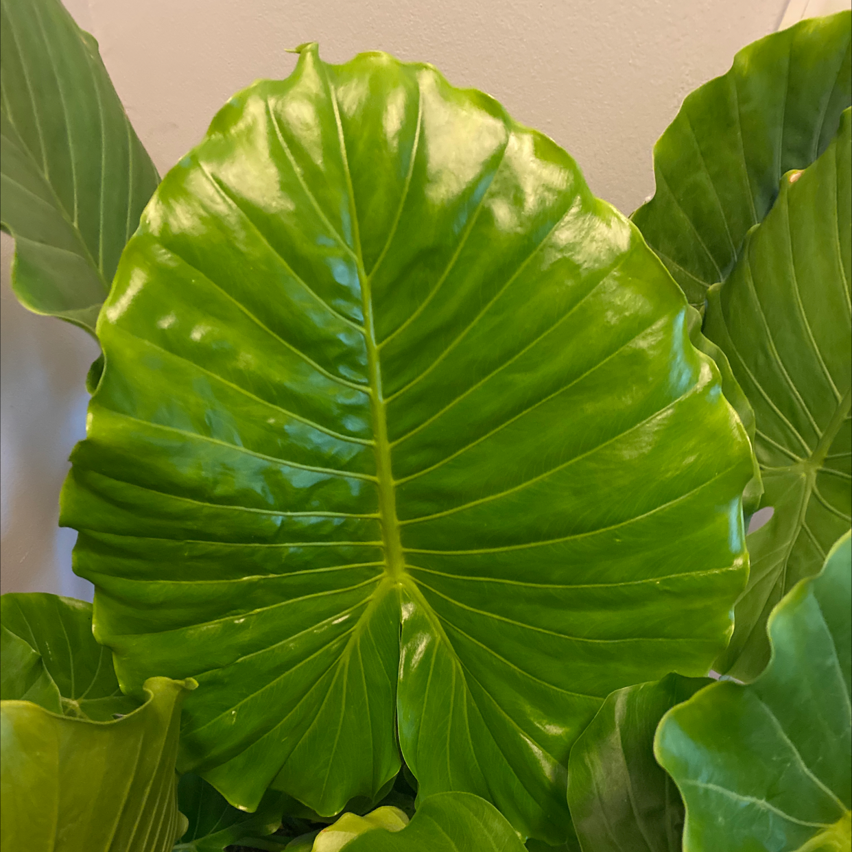 Photo of the plant species Elephant Ear Philodendron by @Sendnodesss named Bigleaf Smalls on Greg, the plant care app