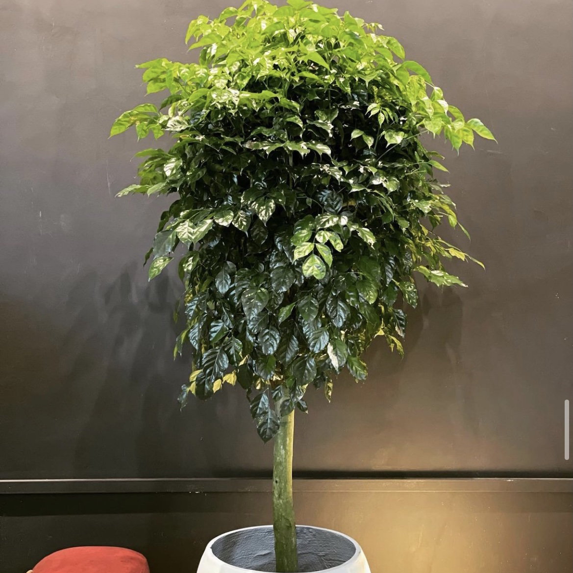 Photo of the plant species Golden Jasmine Tree by Steph named Golden on Greg, the plant care app
