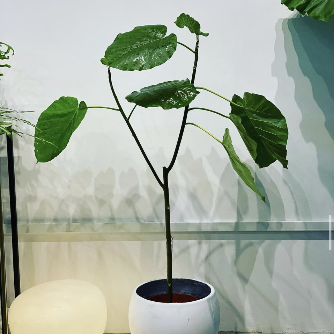Ficus umbellata plant with large green leaves in a white pot.