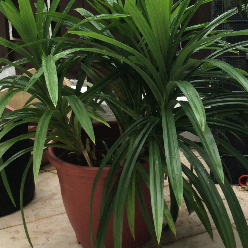 Photo of the plant species Pandan by Steph named Pandanish on Greg, the plant care app