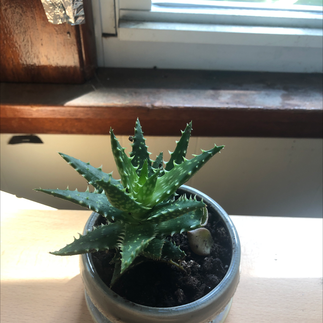 Aloe 'Minnie Belle' plant in a pot on a windowsill, appearing healthy with vibrant green leaves.
