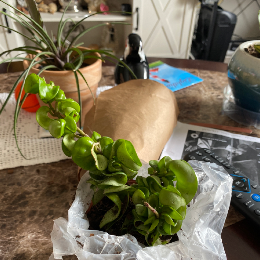 Waxplant plant photo by Shirley named Harper on Greg, the plant care app.