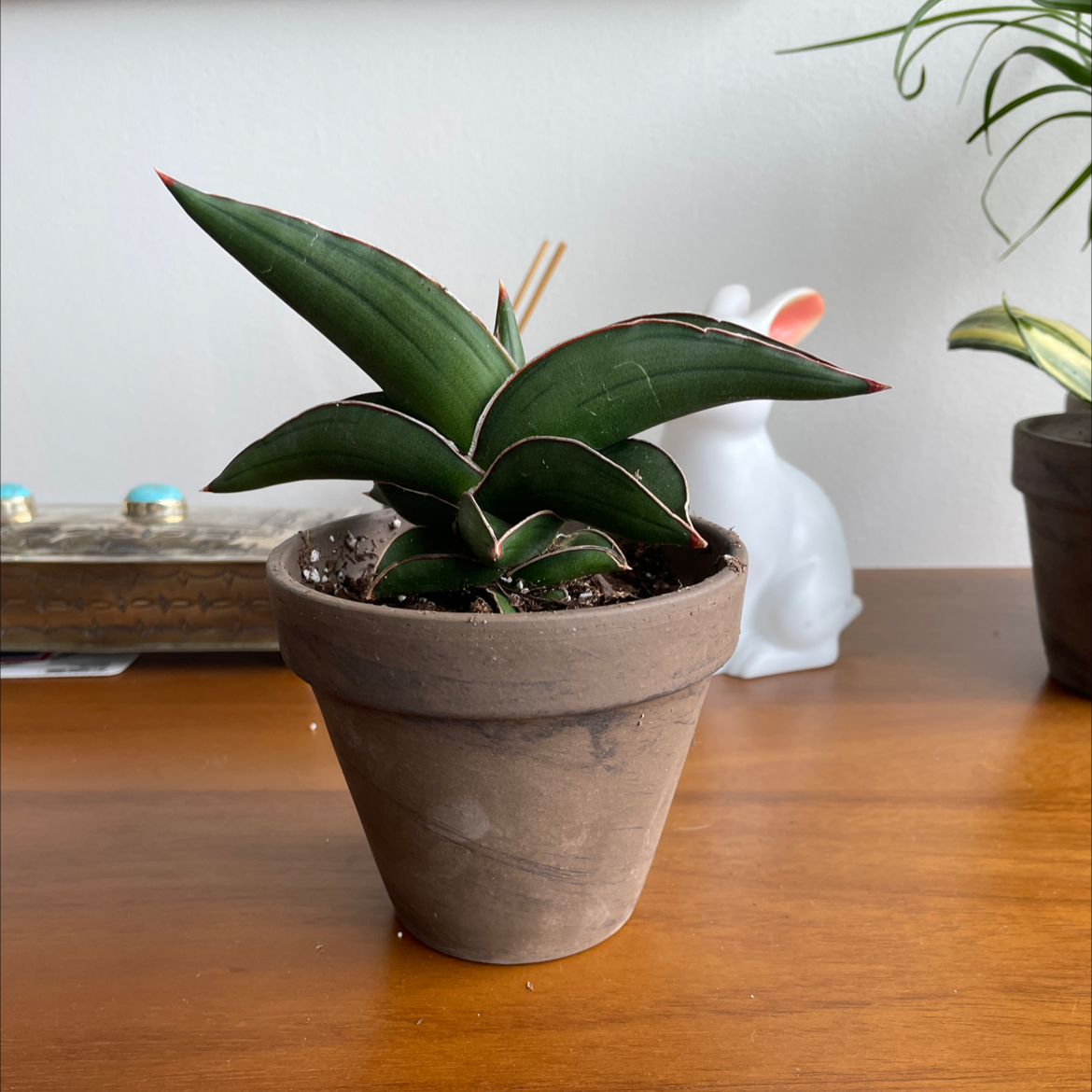 Samurai Dwarf Snake Plant in a pot on a wooden surface with another plant and decorative items in the background.