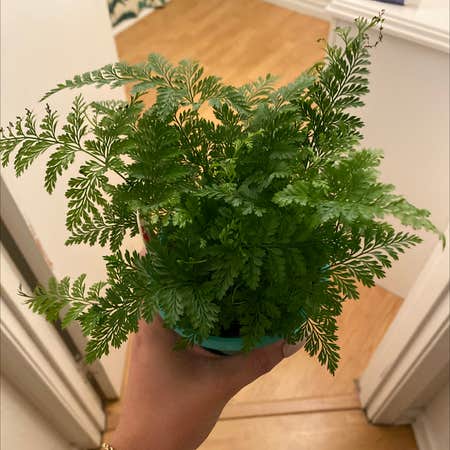Photo of the plant species Davallia Trichomanoides by @Madi_stacy03 named Lil’ bunny Foo Foo on Greg, the plant care app