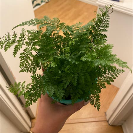 Photo of the plant species Black Rabbit's Foot Fern by Madi_stacy03 named Lil’ bunny Foo Foo on Greg, the plant care app