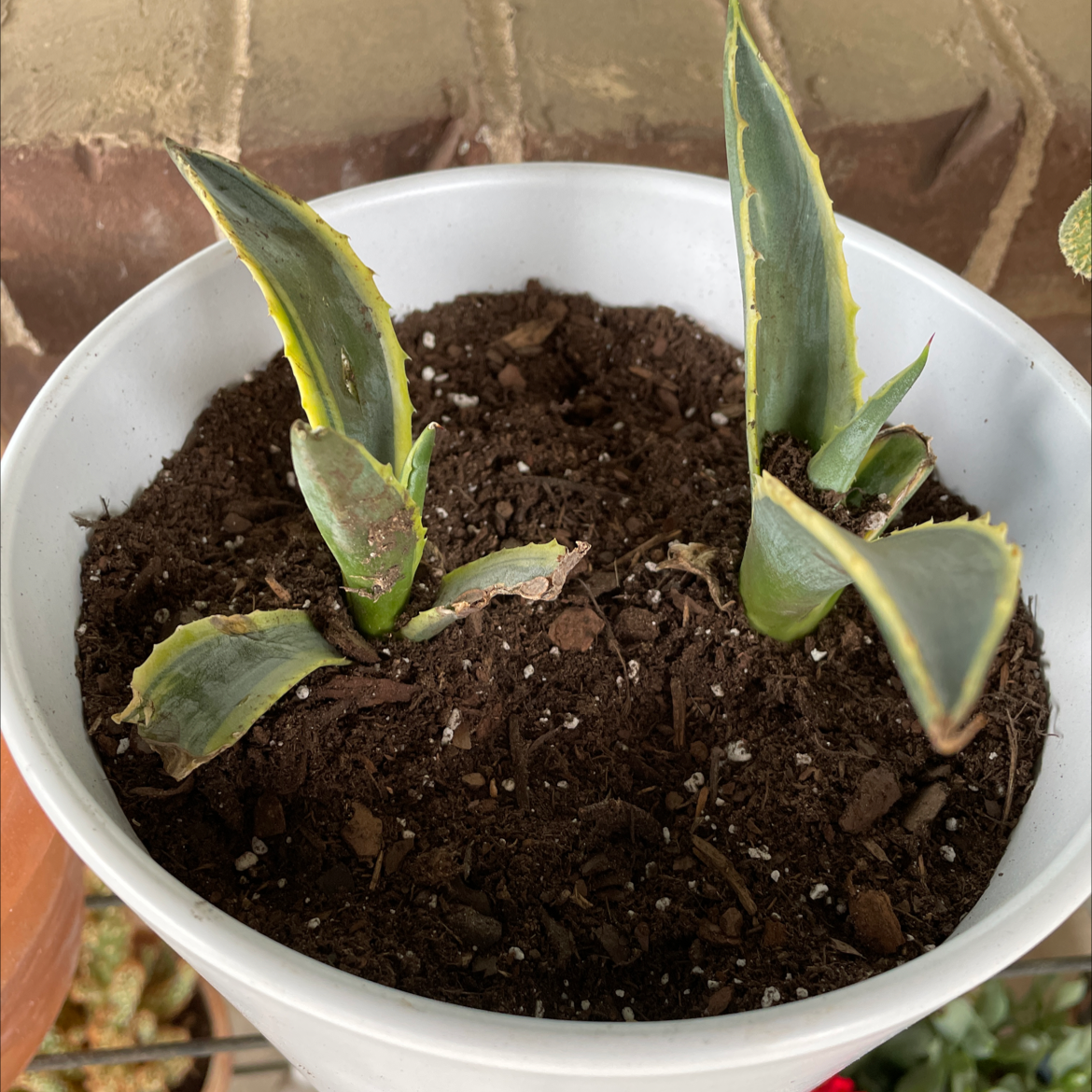 Closeup of a healthy young variegated Century Plant in a white pot, with pointed green and yellow striped leaves growing from dark soil.
