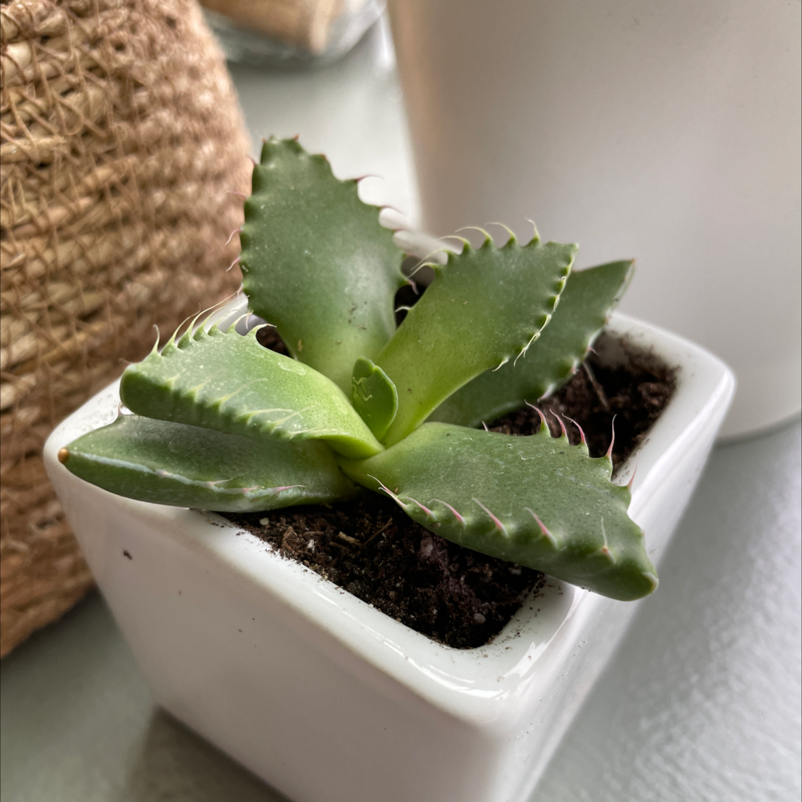 Short-Leaved Aloe plant in a white pot with healthy, serrated leaves.