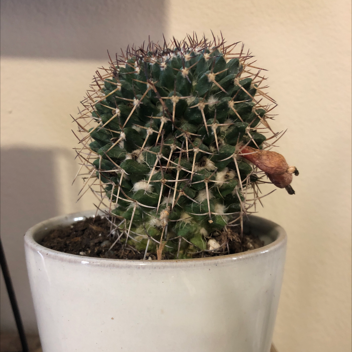 Spiny Pincushion Cactus in a white pot with a dried flower bud.