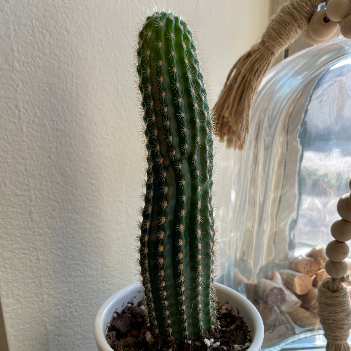 Kingcup Cactus in a small pot, healthy and well-framed.