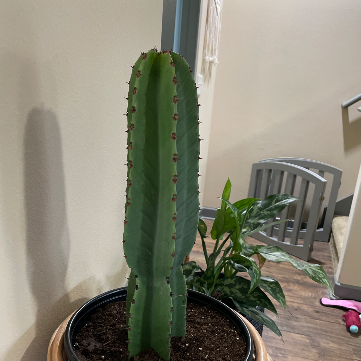 Hedge Cactus in a pot with visible soil, another plant in the background.