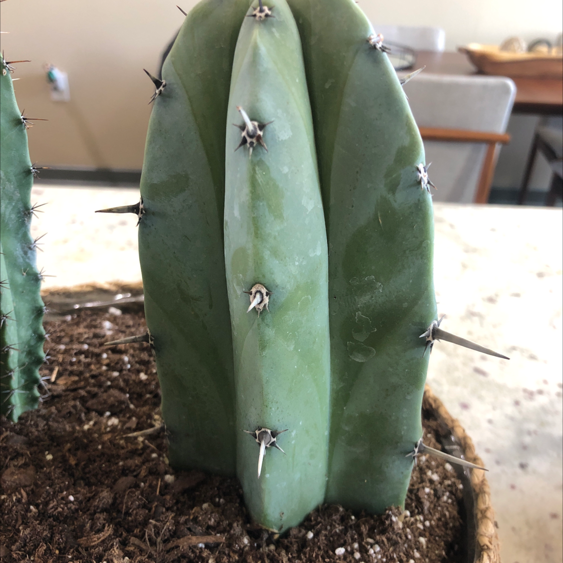 Image of a healthy Pleated Cereus cactus with visible soil.