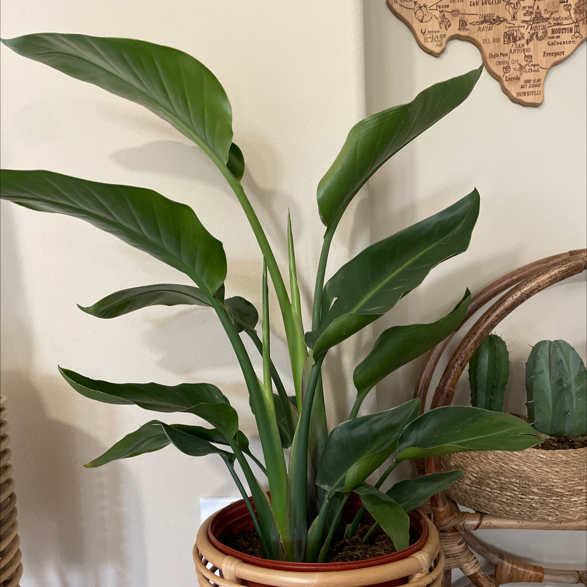 Photo of the plant species Bird of Paradise by @barishbabies named Holly on Greg, the plant care app