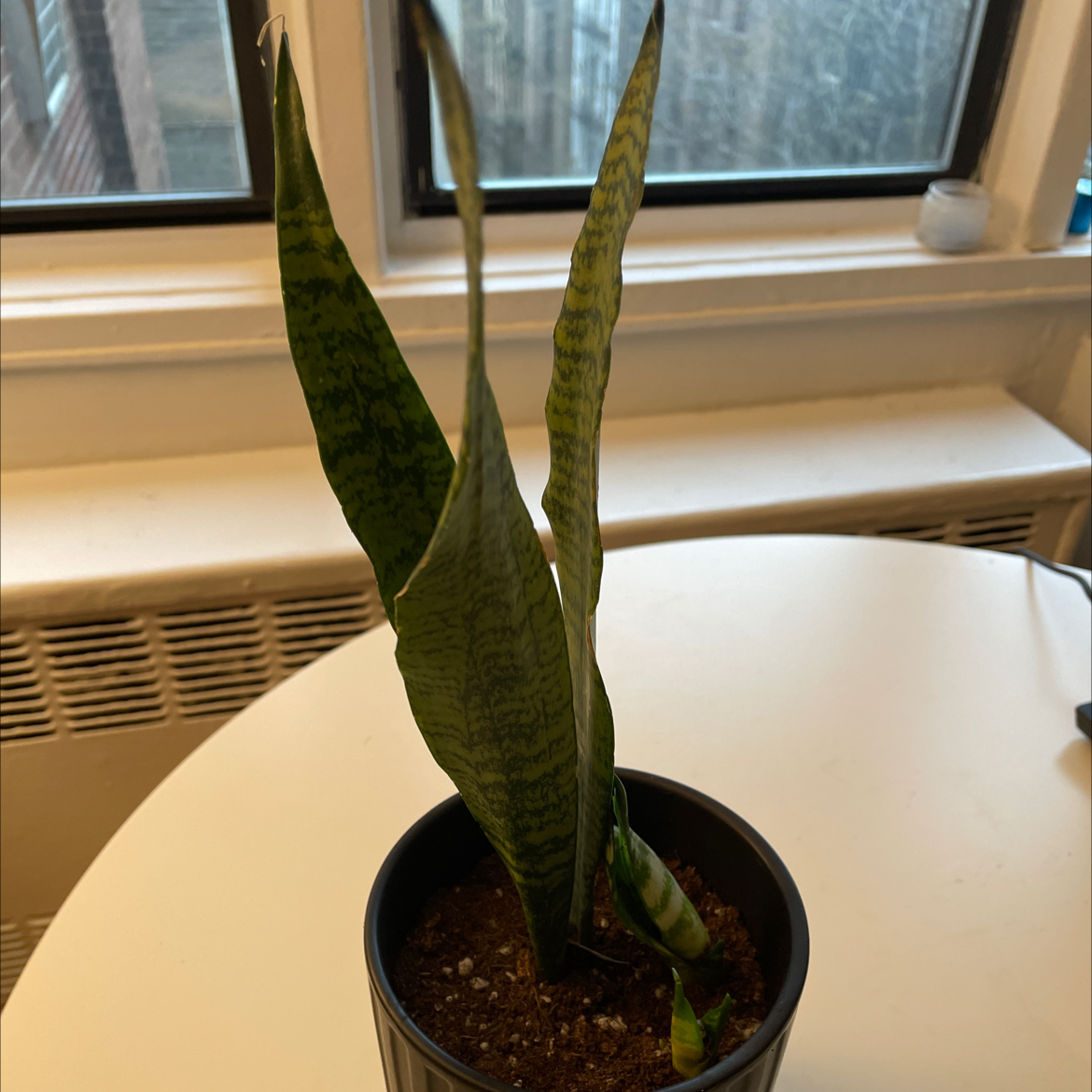 Zeylanica Snake Plant in a pot on a table near a window, with visible soil.