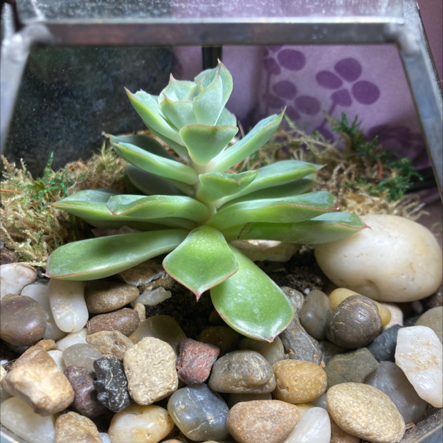Lipstick Echeveria plant photo by @PlantBabies05 named Fern on Greg, the plant care app.