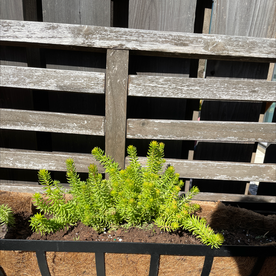 Annual Stonecrop plant in a planter against a wooden fence, vibrant and healthy.