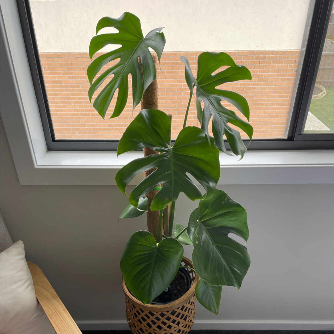 Monstera plant photo by @motherplanter named Terry on Greg, the plant care app.