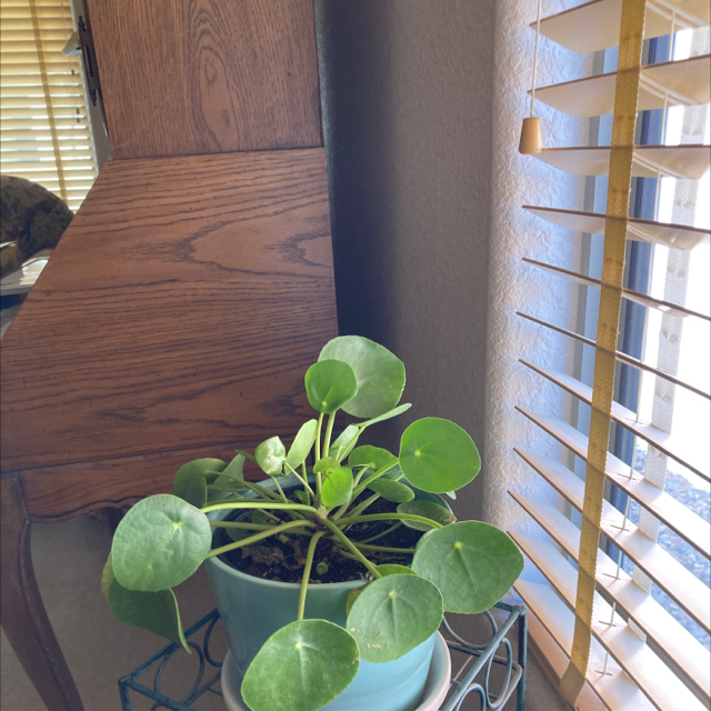 Chinese Money Plant plant photo by @ruthintruth named Monee on Greg, the plant care app.