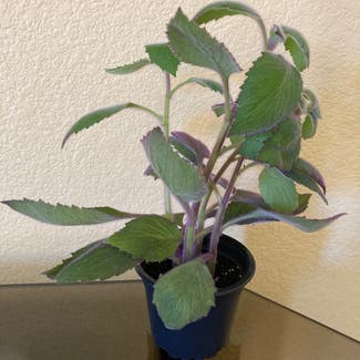 Purple Velvet Plant plant in Phoenix, Arizona