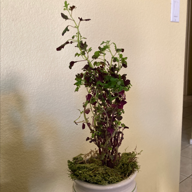 Sadiki's Quetzal Coleus plant photo by @ruthintruth named Colette on Greg, the plant care app.