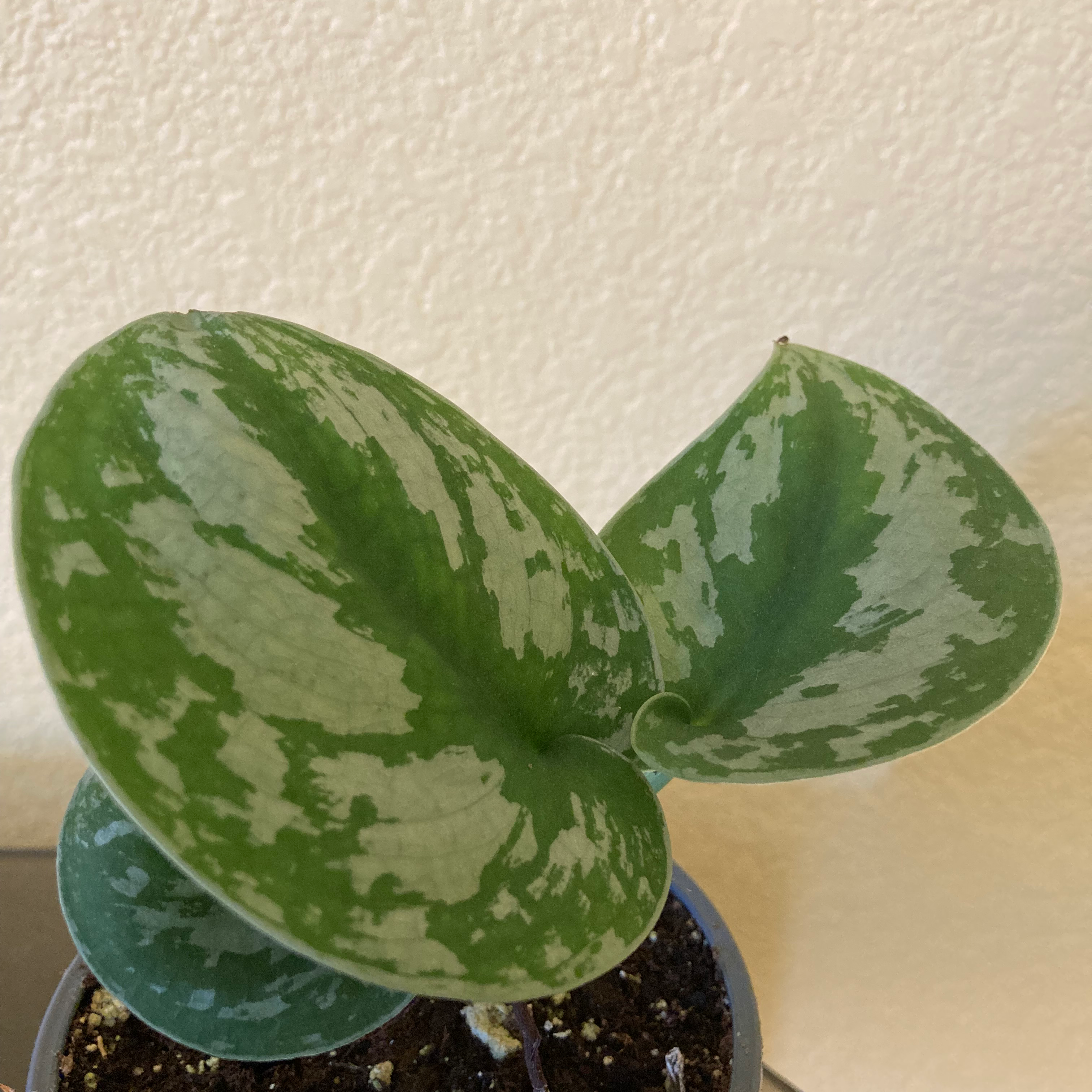 Satin Pothos plant photo by @ruthintruth named Bonnie on Greg, the plant care app.