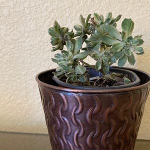 Aeonium castello-paivae variegata 'Suncup' plant photo by @ruthintruth named Aeona on Greg, the plant care app.