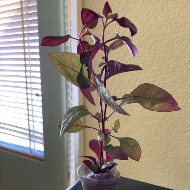 Joseph's Coat plant photo by @ruthintruth named Joe on Greg, the plant care app.