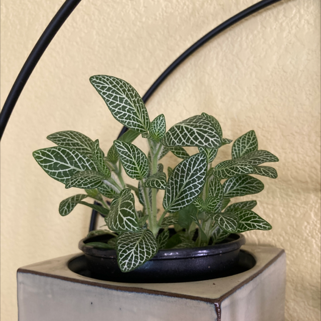 Nerve Plant plant photo by @ruthintruth named Felicia on Greg, the plant care app.