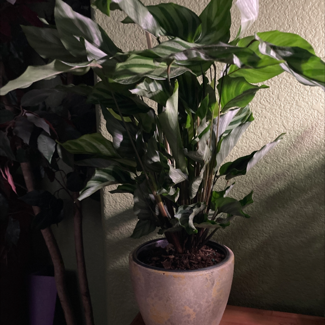 Calathea 'Freddie' plant photo by @ruthintruth named Turk on Greg, the plant care app.