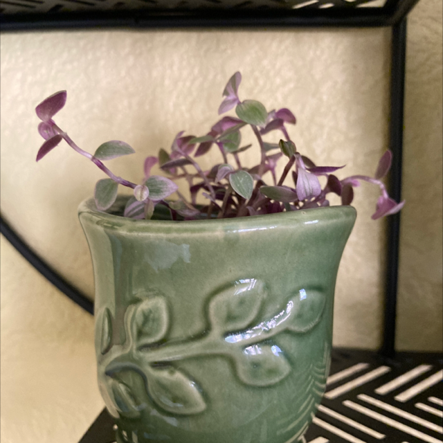 Creeping Inch Plant plant photo by @ruthintruth named Arizette on Greg, the plant care app.