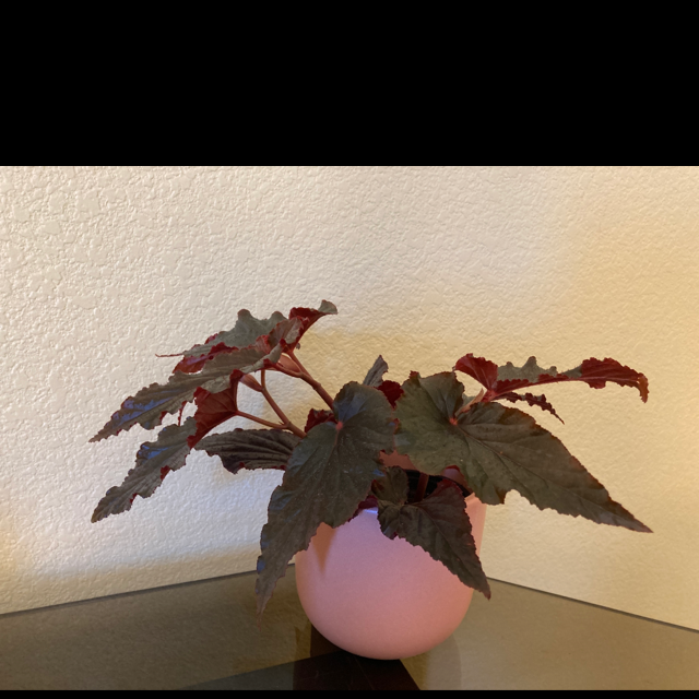 Begonia plant photo by @ruthintruth named Bethany on Greg, the plant care app.