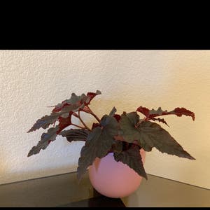 Begonia plant photo by Ruthintruth named Bethany on Greg, the plant care app.