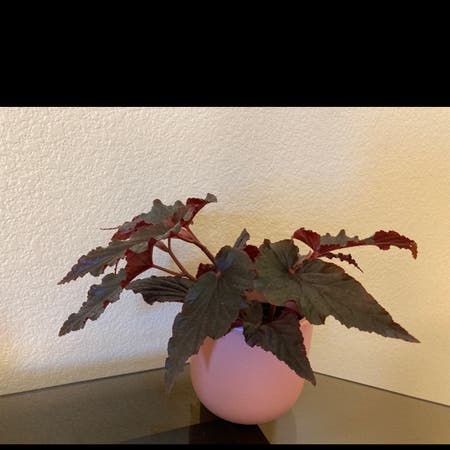 Photo of the plant species Begonia by Ruthintruth named Bethany on Greg, the plant care app