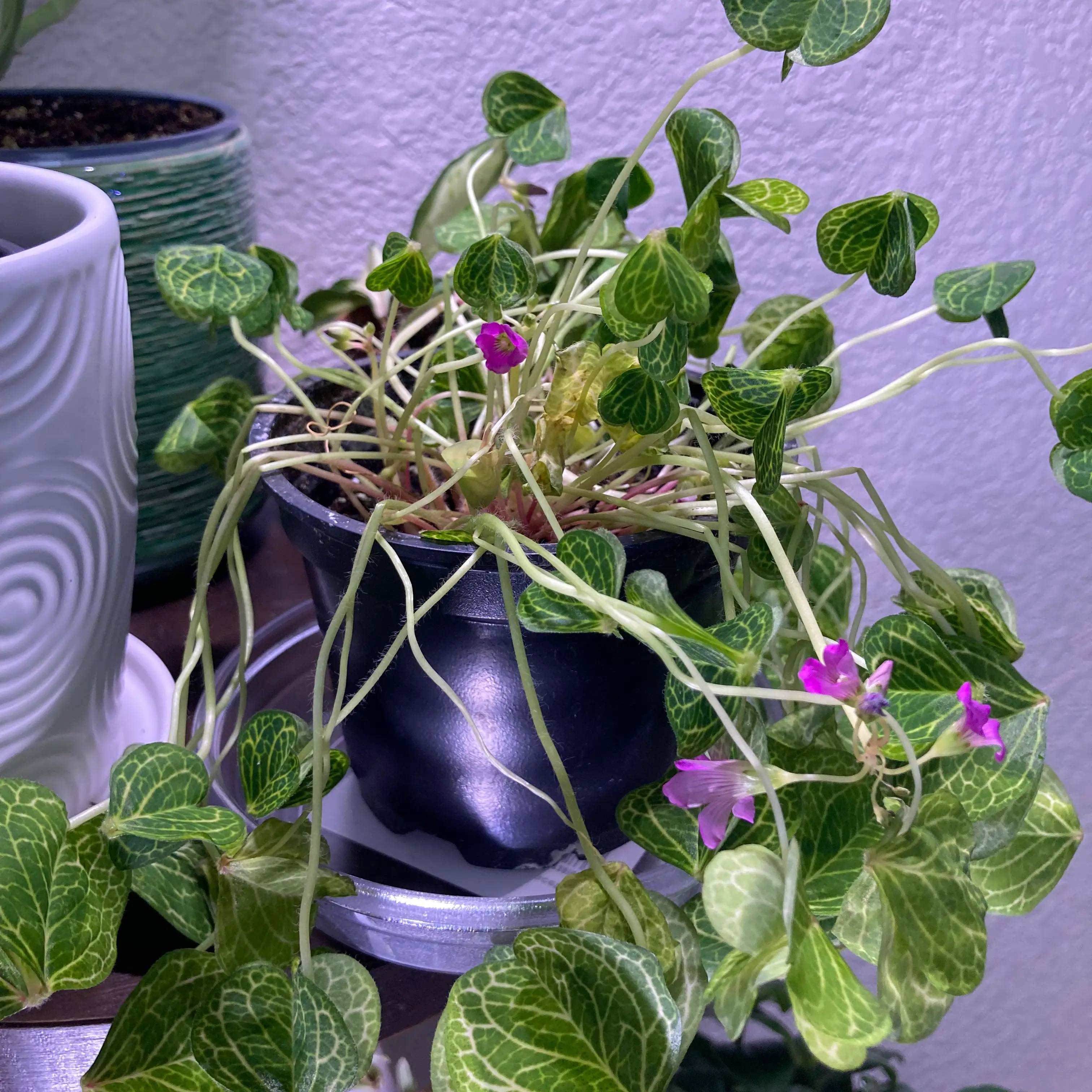Pink Woodsorrel plant in a pot with some flowers and leaf discoloration.